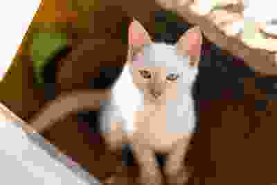 my cat, neptune